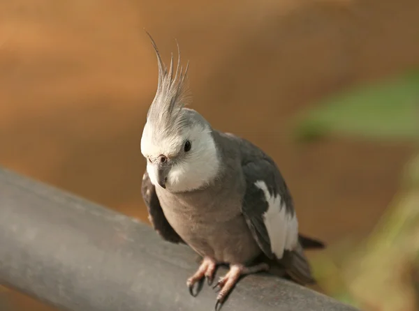 Close up of Cockatiel bird — Stock Photo, Image