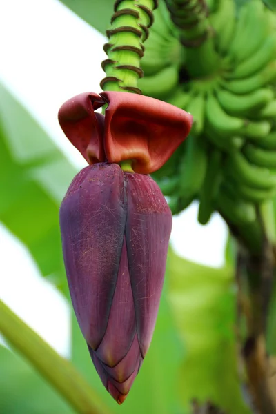 Fiore di banana — Foto Stock