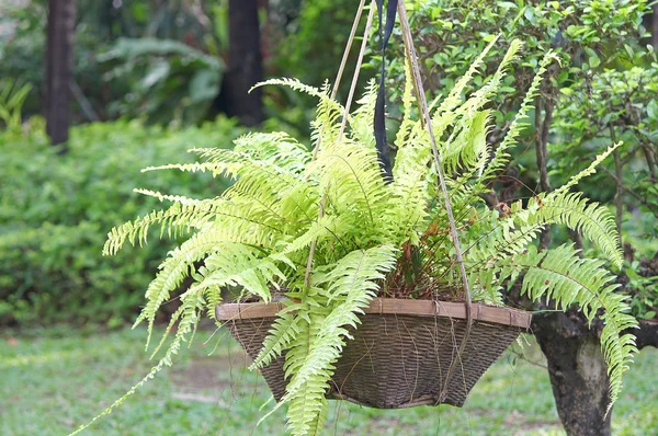 eğreltiotu çiçek pot