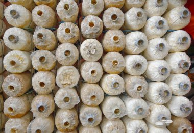 mantar küpleri yığını