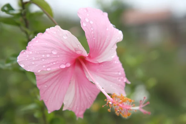 Pink hibiscus flower with water drop — Stock Photo, Image