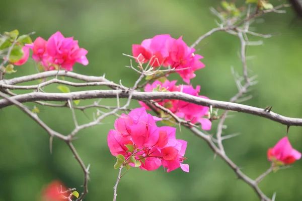 Fiori di Bougainvillea rosa — Foto Stock