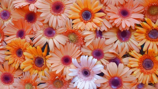 Gerbera flower wall — Stock Photo, Image