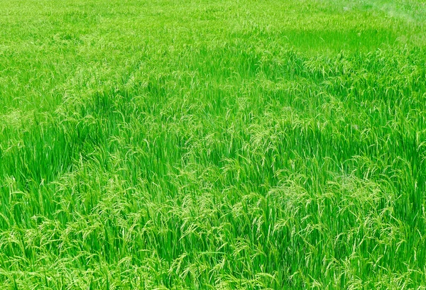 Green paddy field — Stock Photo, Image
