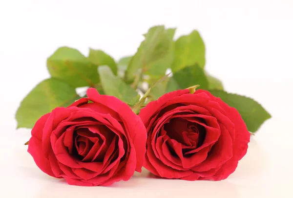 Two red roses on white background — Stock Photo, Image