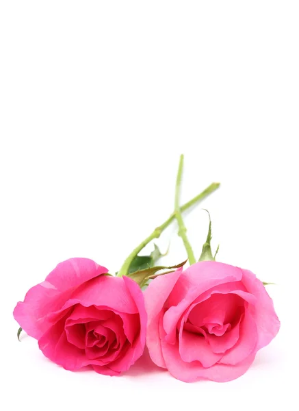 テキスト用のスペースと白い背景の上の 2 つのピンクのバラ — ストック写真