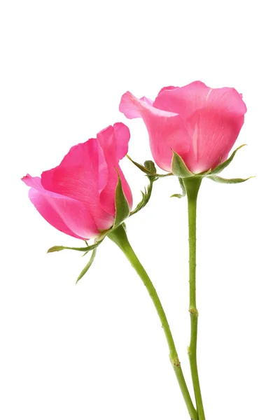 Dos rosas rosadas sobre fondo blanco — Foto de Stock