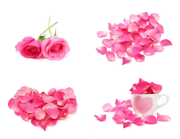 Rose and petal isolated on white background — Stock Photo, Image