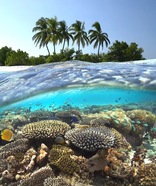Recifes tropicais - Maldivas — Fotografia de Stock