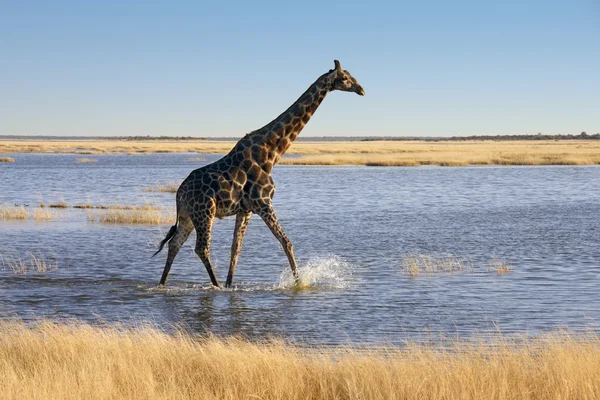 Jirafa - Namibia — Foto de Stock