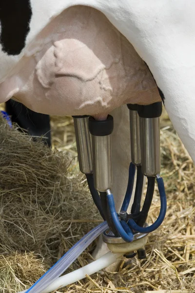 搾乳牛の自動搾乳機 — ストック写真