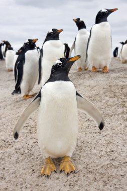 Gentoo penguenleri (Pygoscelis papua) - Falkland Adaları