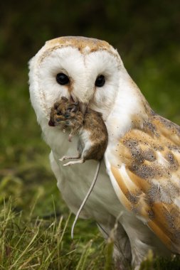 Bir tarla faresi ile peçeli baykuş (Tyto alba)