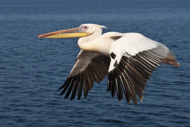 Büyük beyaz Pelikan - (Pelecanus onocrotalus) - Namibya