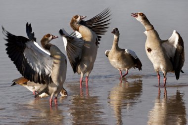 Egyptian Geese - Botswana clipart