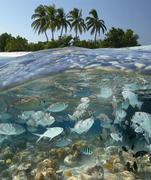 Laguna tropicale - Le Maldive — Foto Stock