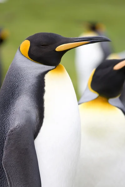 Pingwiny królewskie (Aptenodytes patagonicus) - Falklandy — Zdjęcie stockowe