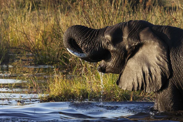 African Elephant - Botswana — Stock Photo, Image