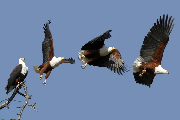 Afrika balık kartalı - chobe ulusal park - Botsvana — Stok fotoğraf