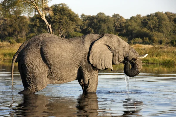 Afrikai elefánt - Botswana — Stock Fotó