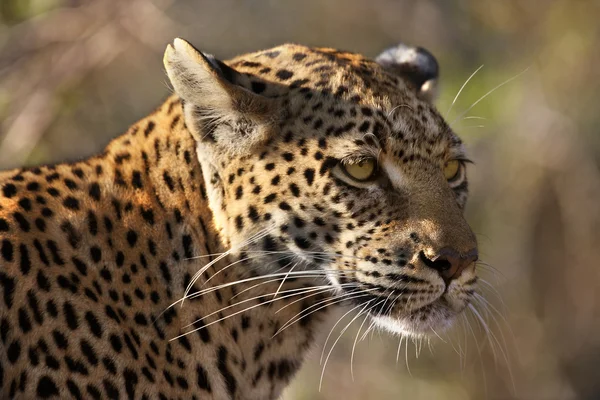 Leopardo fêmea (Panthera pardus) - Botsuana — Fotografia de Stock