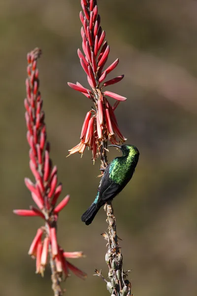 Marico Sunbird (Cinnyris mariquensis) Namibia — Zdjęcie stockowe