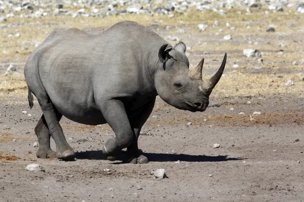 Czarny nosorożec - namibia — Zdjęcie stockowe