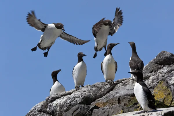 Colónia Guillemot - Ilhas Treshnish - Escócia — Fotografia de Stock