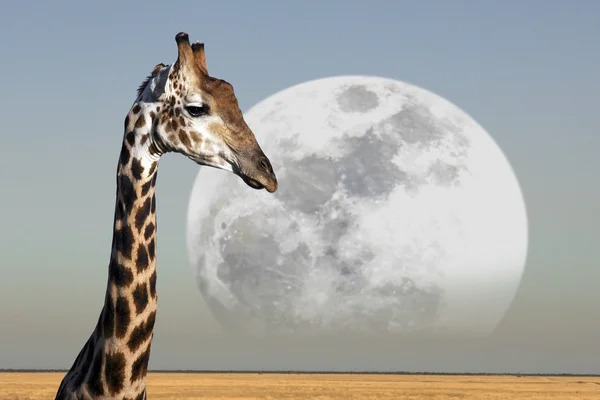 Luna subiendo sobre una jirafa - Namibia — Foto de Stock