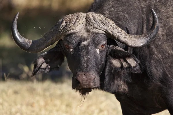 Buffalo - okavango delta - Botsvana — Stok fotoğraf