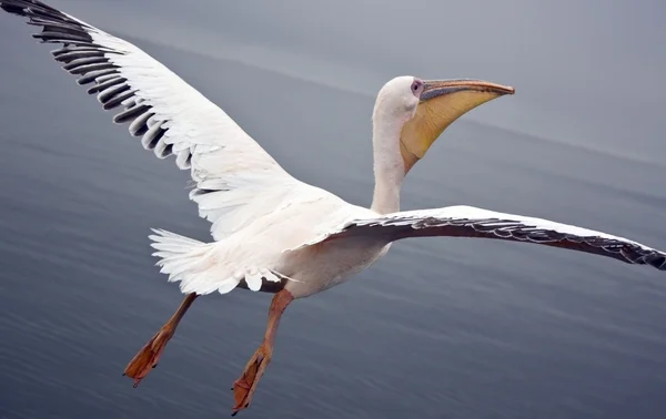 Voando com um grande pelicano branco Namíbia — Fotografia de Stock