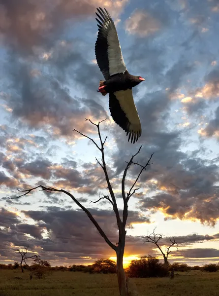 Goochelaar (vogel) eagle - savuti - botswana — Stockfoto