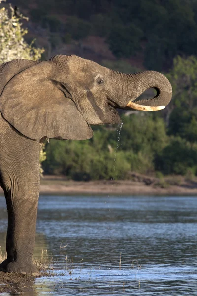 Elephant — Stock Photo, Image