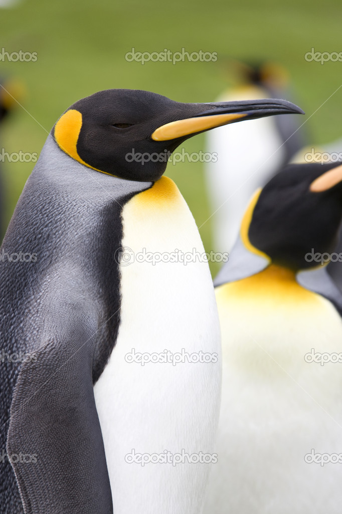 King Penguins (Aptenodytes patagonicus) - Falklands