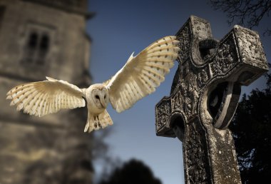 Peçeli baykuş (Tyto alba) - mezarlık İngiltere'de