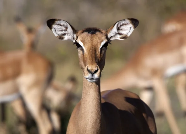 Vrouwelijke impala - botswana — Stockfoto