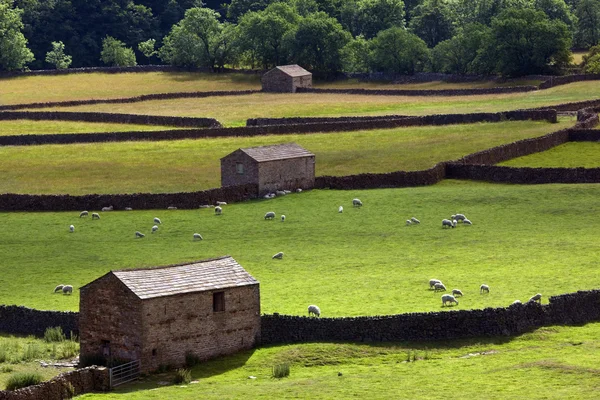 Yorkshire dales - İngiltere