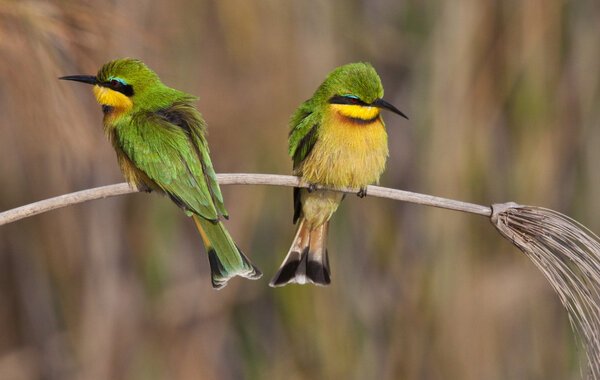Little Bee-Eater - Okavango Delta - Botswana