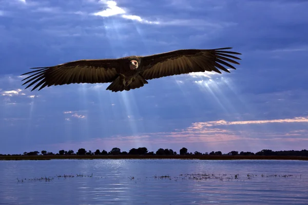 Avvoltoio africano - Chobe River in Botswana — Foto Stock