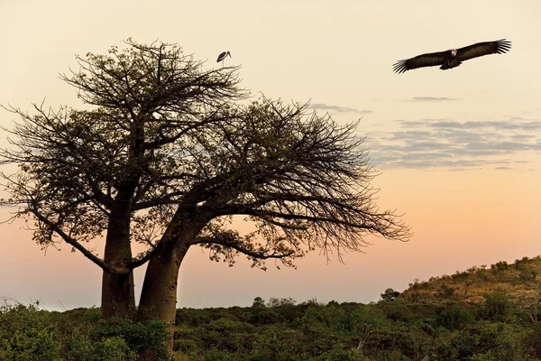 Baobab Tree - Savuti in Botswana — Stock Photo, Image