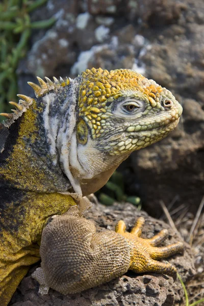 Galapagos land iguana - Galapagosöarna — Stockfoto