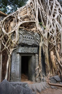 ta prohm Tapınağı - angkor wat - Kamboçya