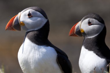 Puffins (Fratercula arctica) clipart