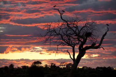Marabou Storks at sunset - Botswana clipart