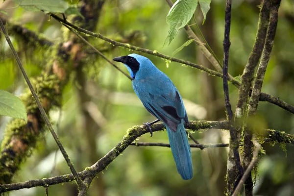 Turquoise Jay - Mindo Cloud Forest - Ecuador — Stock Photo, Image