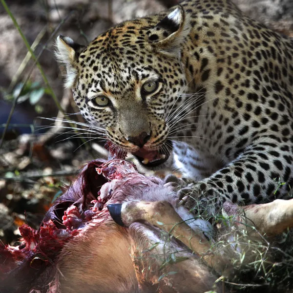 豹 (动物金钱豹)-博茨瓦纳 — 图库照片