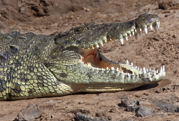 Нільський Крокодил (крокодил niloticus) - Ботсвани — стокове фото