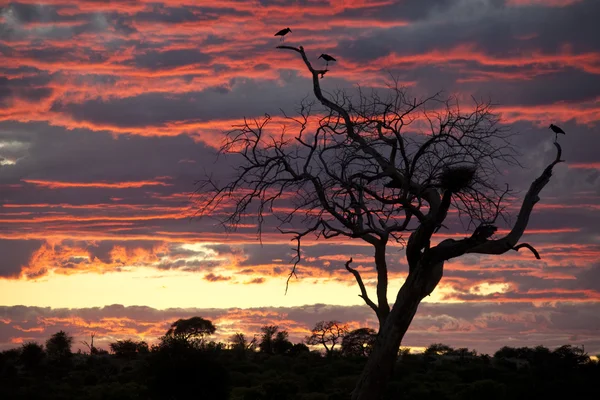 Cigognes de Marabou au coucher du soleil - Botswana — Photo