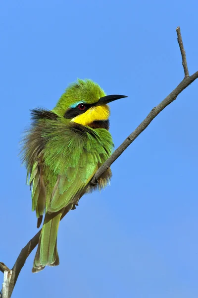 Kis méhevő (Merops pusillus)) — Stock Fotó