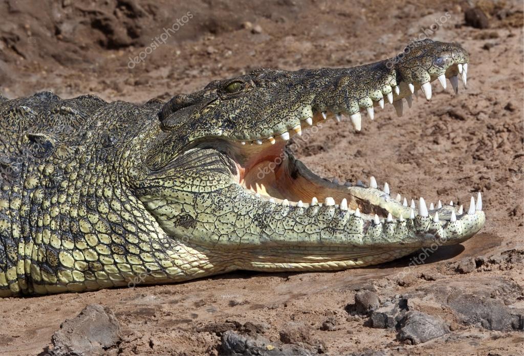 collecta nile crocodile